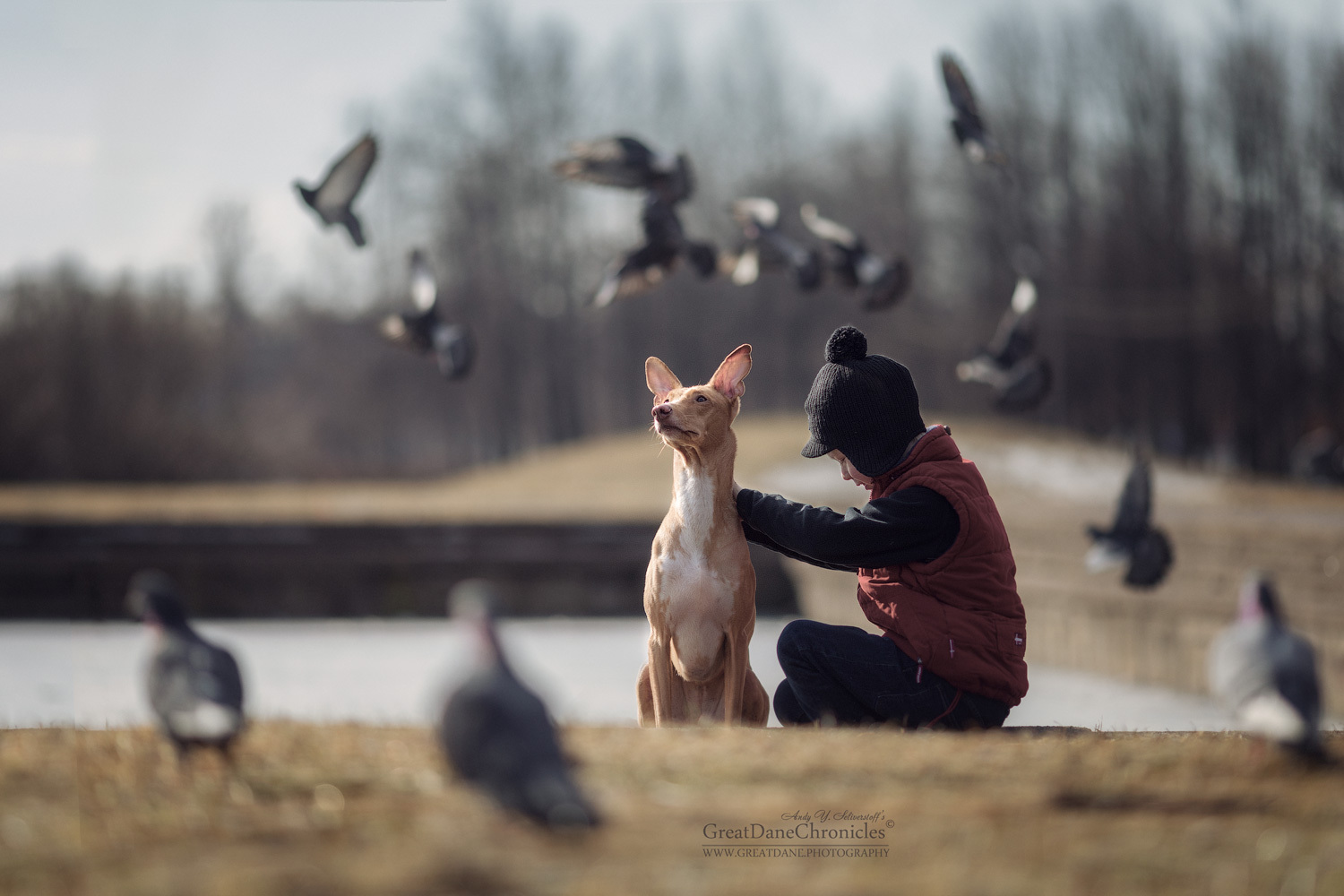 Rex, I have to tell you the truth... - The photo, Dog, Pigeon