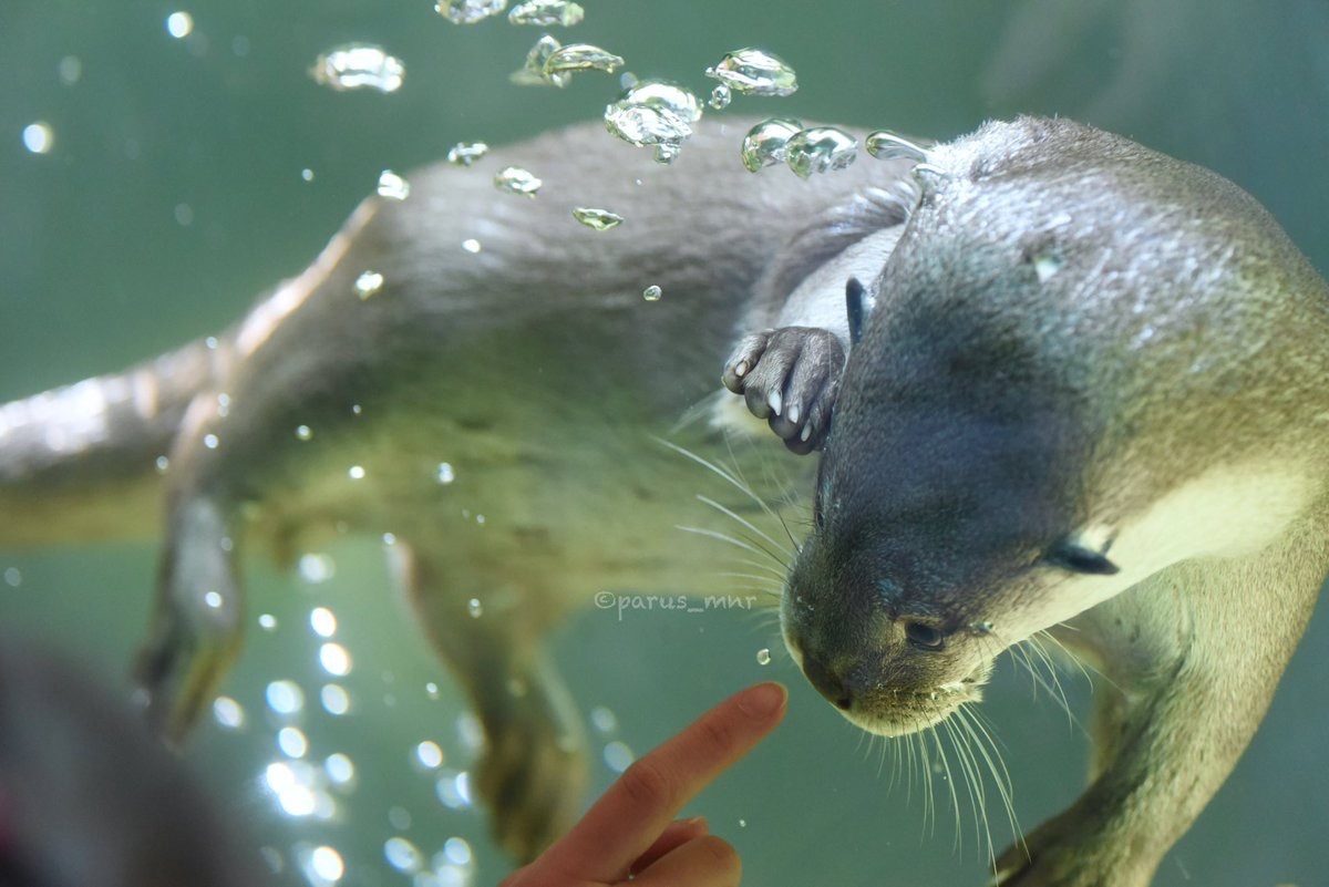 What's this? - Otter, Otters, Milota, Animals