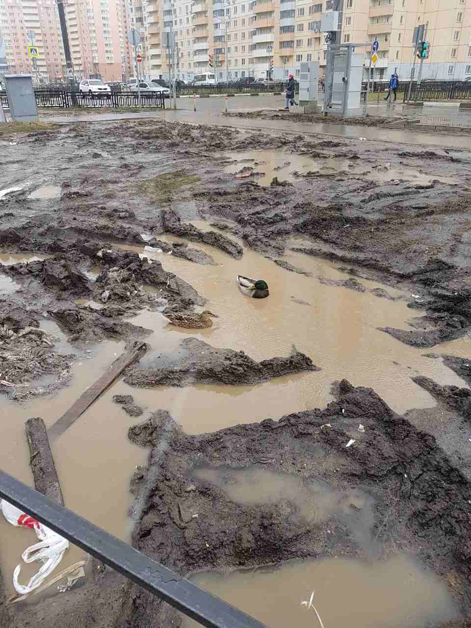 Parking in Krasnogorsk - My, Krasnogorsk, Pavshinskaya floodplain, Parking, Duck