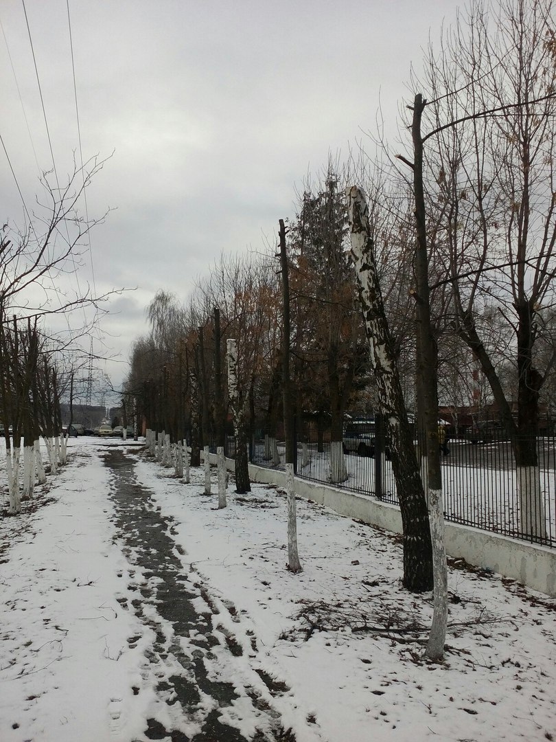 Пенза. Кронация-кастрация деревьев - Моё, Пенза, Кронация, Дерево, Мне уже припекает, Длиннопост, Бомбануло