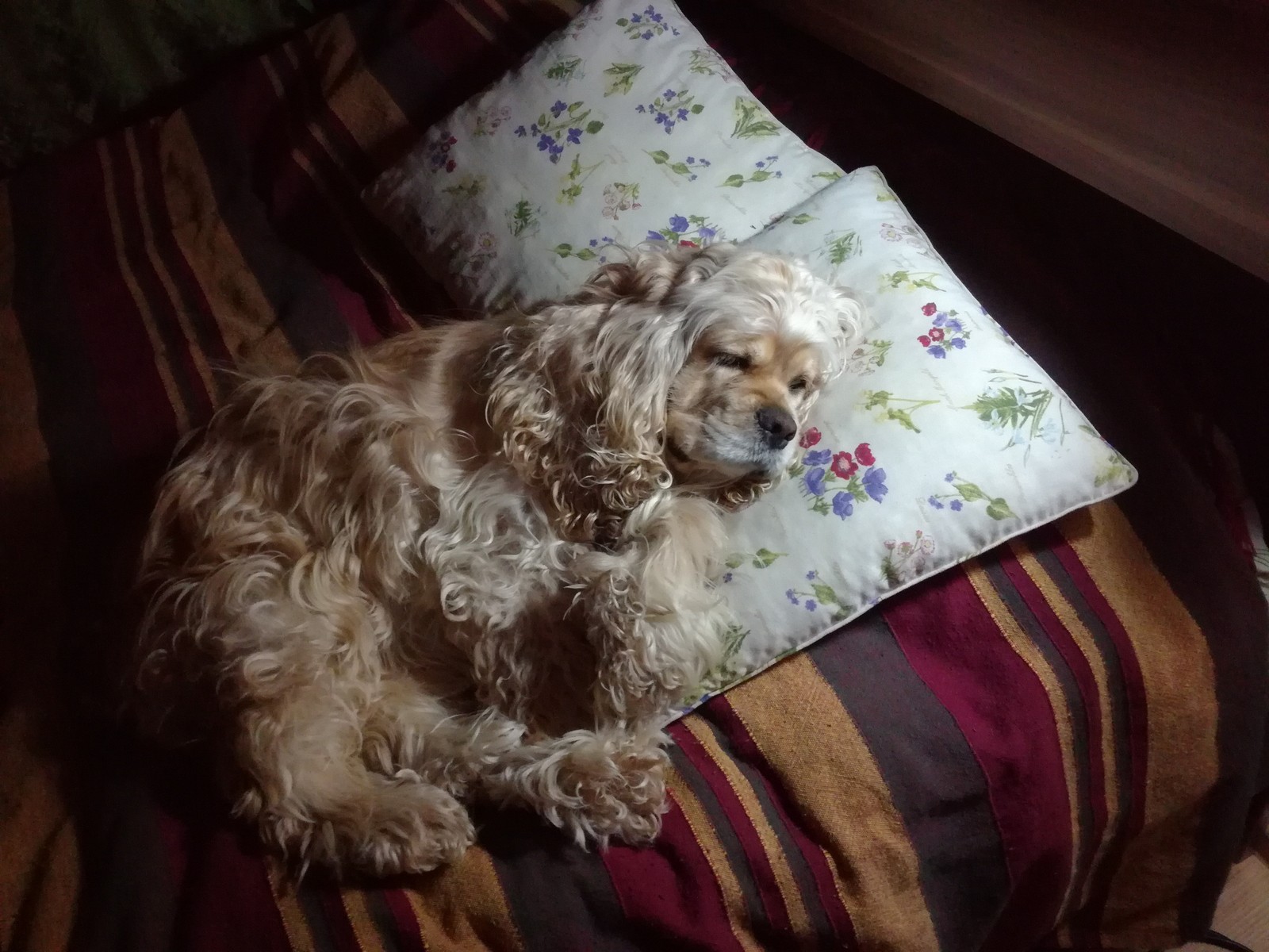 How does your dog sleep? - My, Dog, Dream, Milota