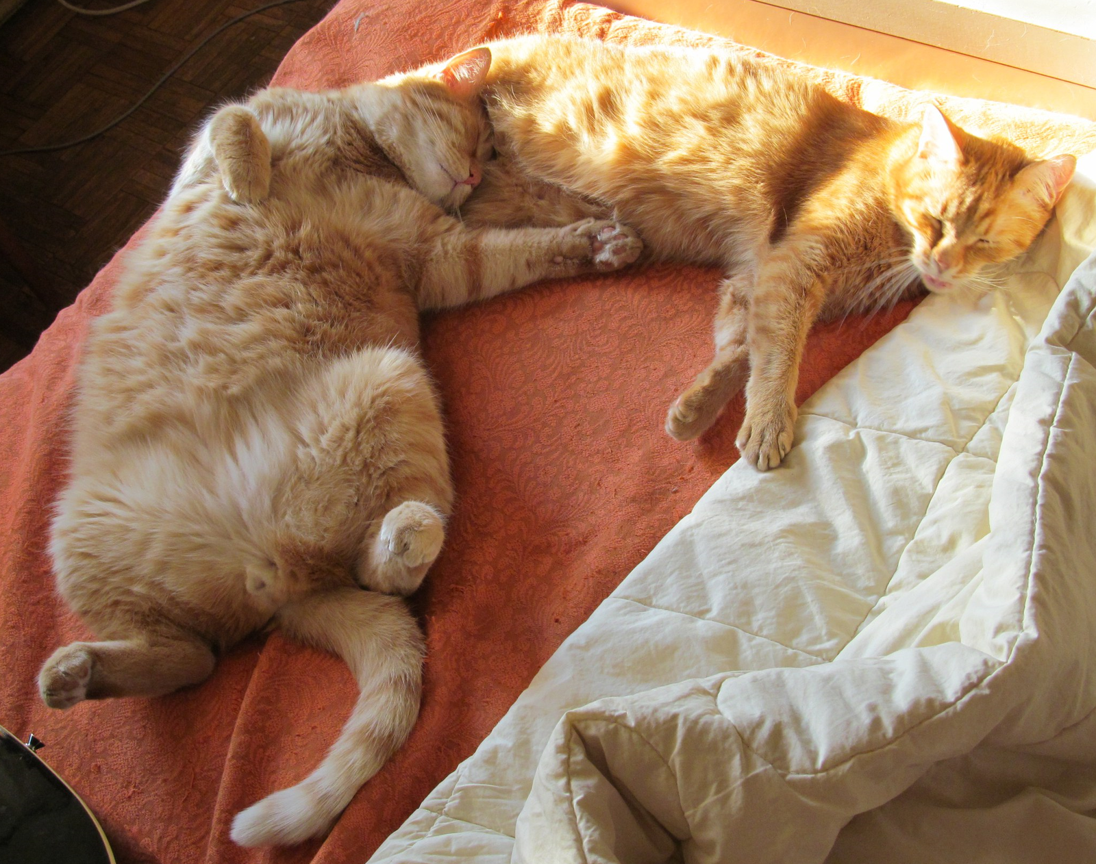 What position does your cat sleep in? - My, cat, Pose, Redheads, Idyll, Dream