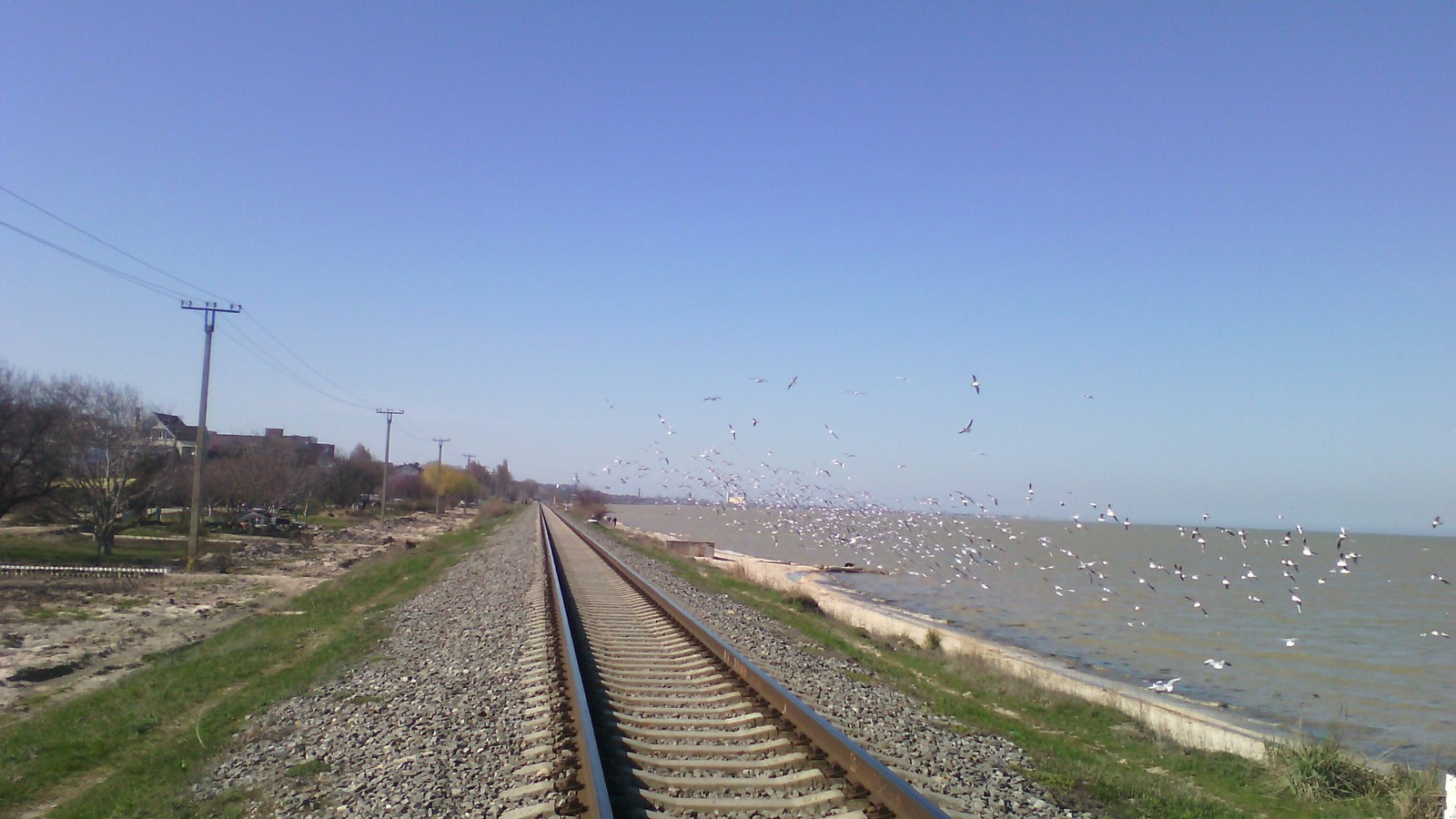 Nothing special. Only.. - My, Rails, Birds