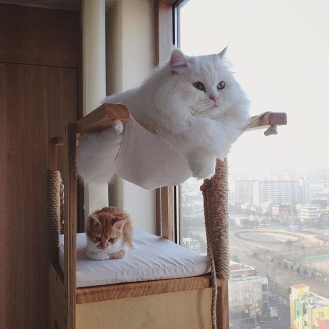 When you are a cloud - cat, Milota