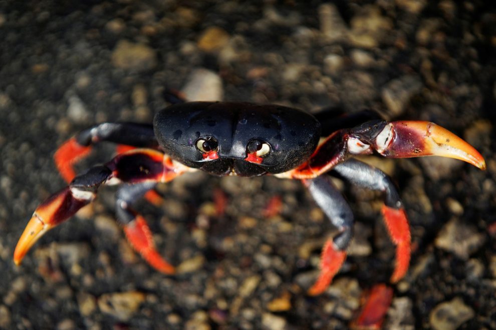 Millions of crabs on the south coast of Cuba. - Crab, The photo, Cuba, Travels, Longpost, Zanamiclub