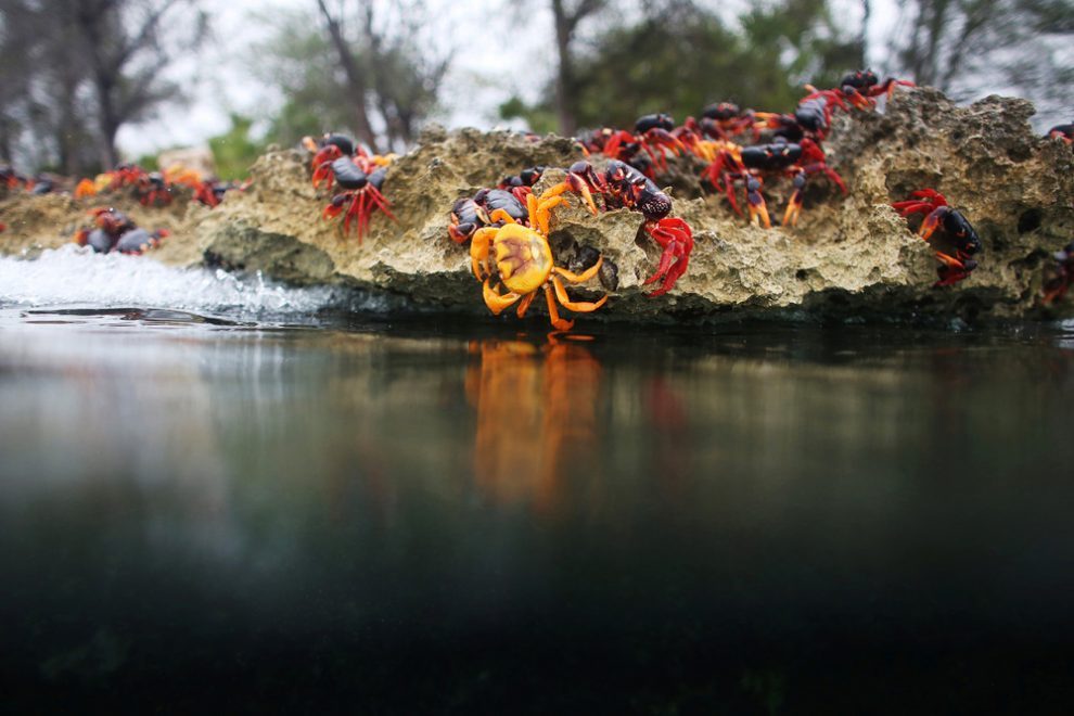 Millions of crabs on the south coast of Cuba. - Crab, The photo, Cuba, Travels, Longpost, Zanamiclub