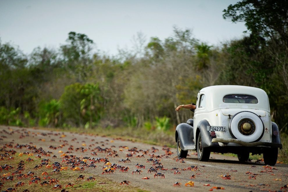 Millions of crabs on the south coast of Cuba. - Crab, The photo, Cuba, Travels, Longpost, Zanamiclub