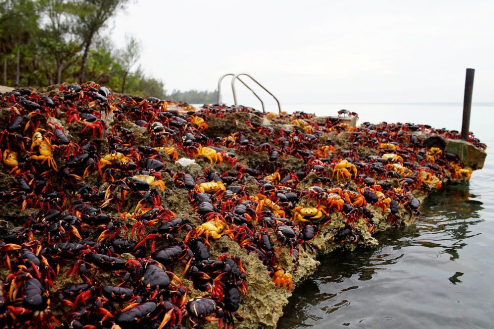 Millions of crabs on the south coast of Cuba. - Crab, The photo, Cuba, Travels, Longpost, Zanamiclub