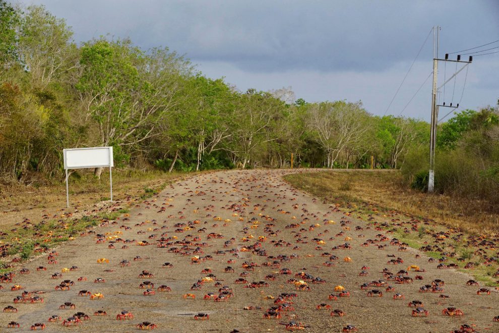 Millions of crabs on the south coast of Cuba. - Crab, The photo, Cuba, Travels, Longpost, Zanamiclub