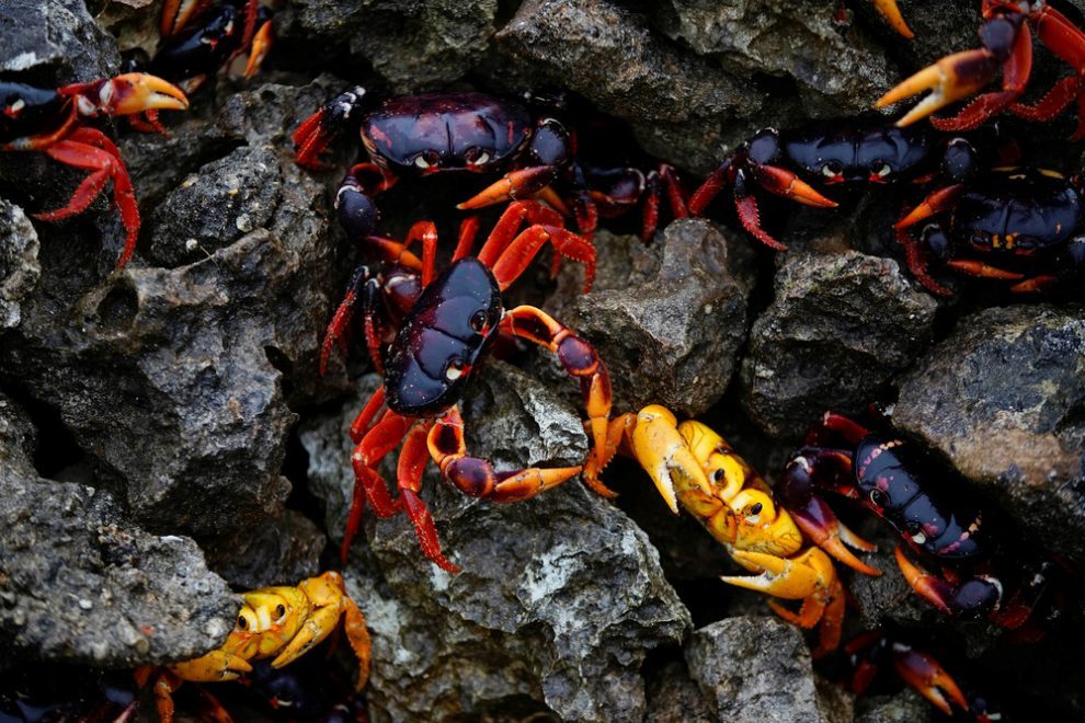 Millions of crabs on the south coast of Cuba. - Crab, The photo, Cuba, Travels, Longpost, Zanamiclub