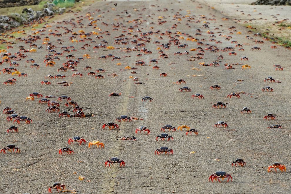 Millions of crabs on the south coast of Cuba. - Crab, The photo, Cuba, Travels, Longpost, Zanamiclub