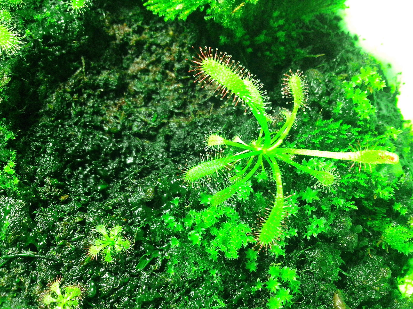 I have long wanted to grow a carnivorous plant at home. - My, Sundew, Growing, Longpost