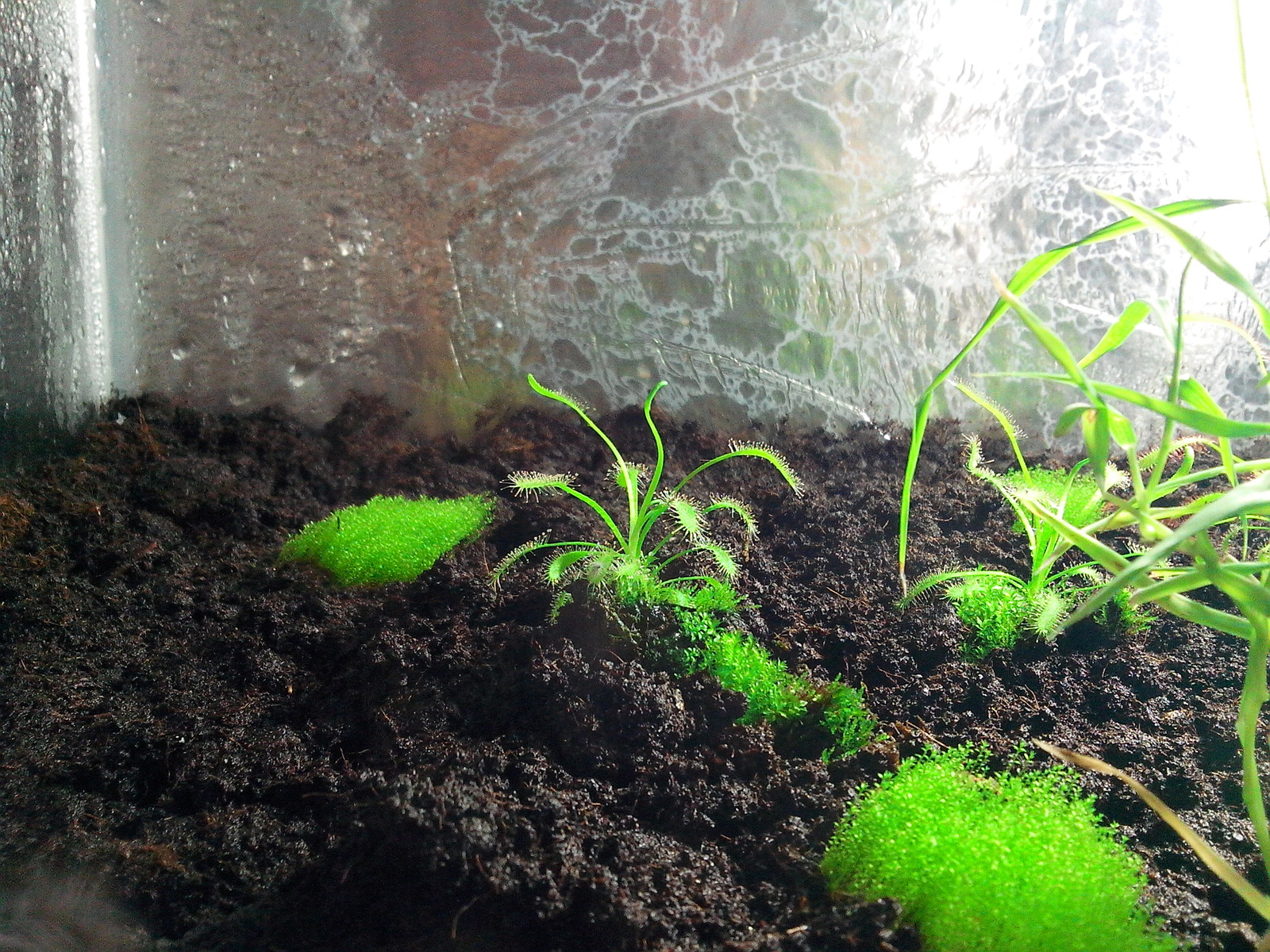 I have long wanted to grow a carnivorous plant at home. - My, Sundew, Growing, Longpost