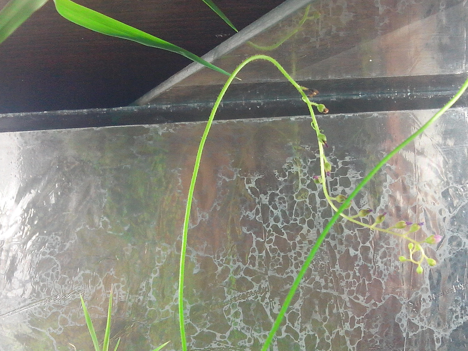 I have long wanted to grow a carnivorous plant at home. - My, Sundew, Growing, Longpost