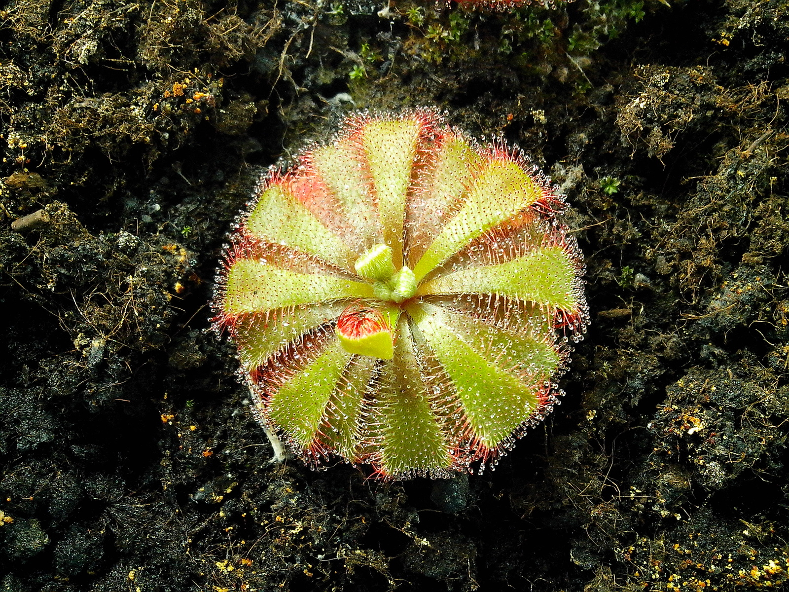 I have long wanted to grow a carnivorous plant at home. - My, Sundew, Growing, Longpost