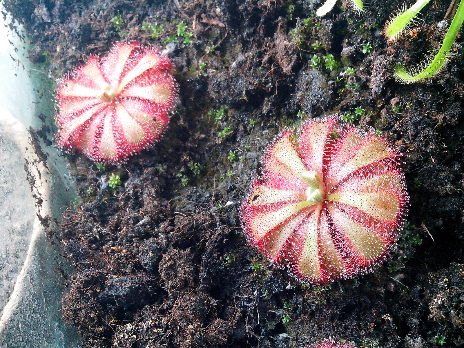 I have long wanted to grow a carnivorous plant at home. - My, Sundew, Growing, Longpost