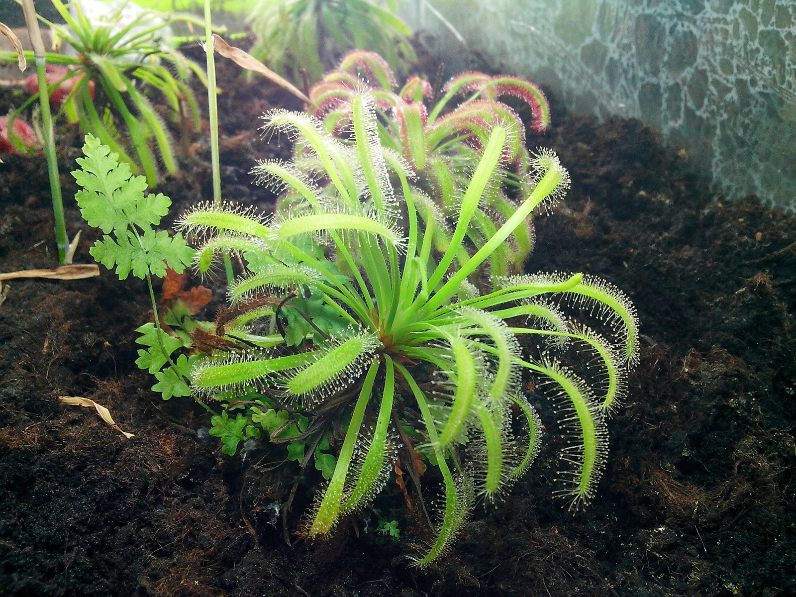 I have long wanted to grow a carnivorous plant at home. - My, Sundew, Growing, Longpost