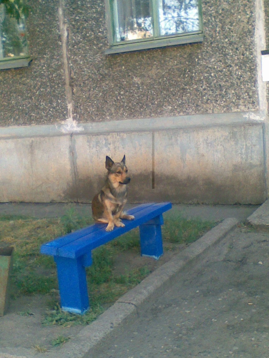 intelligent doggy - My, Dog, Benches, The photo