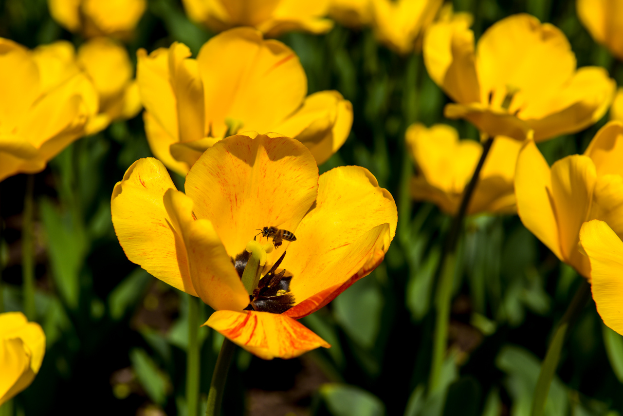 April Bishkek is the capital of my homeland!!! - Kyrgyzstan, Bishkek, Flowers, Spring, Longpost