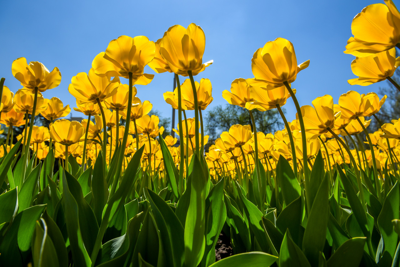 April Bishkek is the capital of my homeland!!! - Kyrgyzstan, Bishkek, Flowers, Spring, Longpost