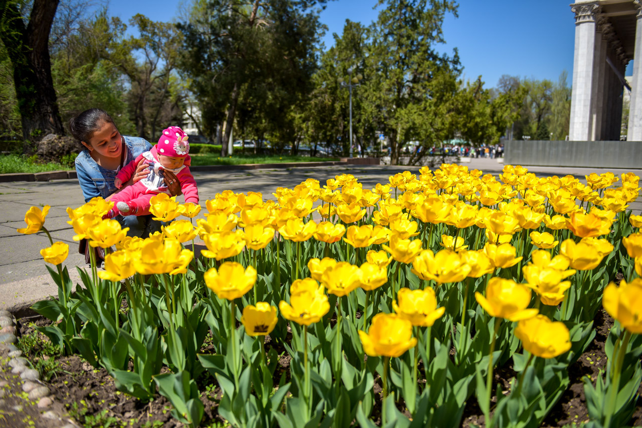 April Bishkek is the capital of my homeland!!! - Kyrgyzstan, Bishkek, Flowers, Spring, Longpost