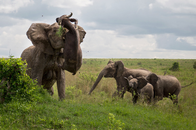 K - cow - Not mine, Africa, Elephants, Buffalo