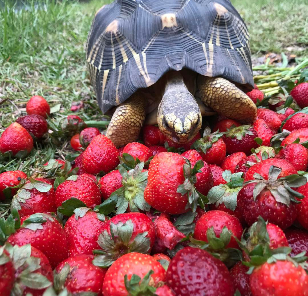 Strawberry) - Turtle, Strawberry