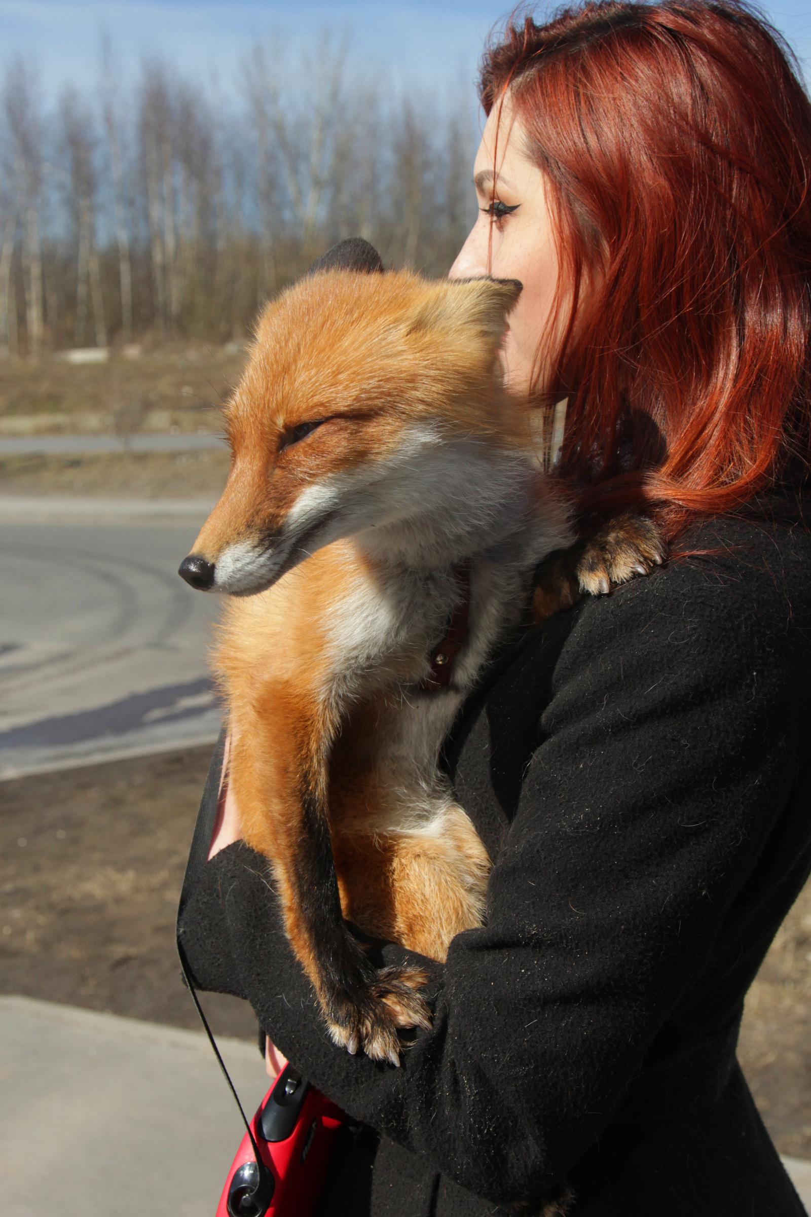 Fox человек. Ручная лиса. Рыжая лиса. Девушка лисица. Рыжие лисы.