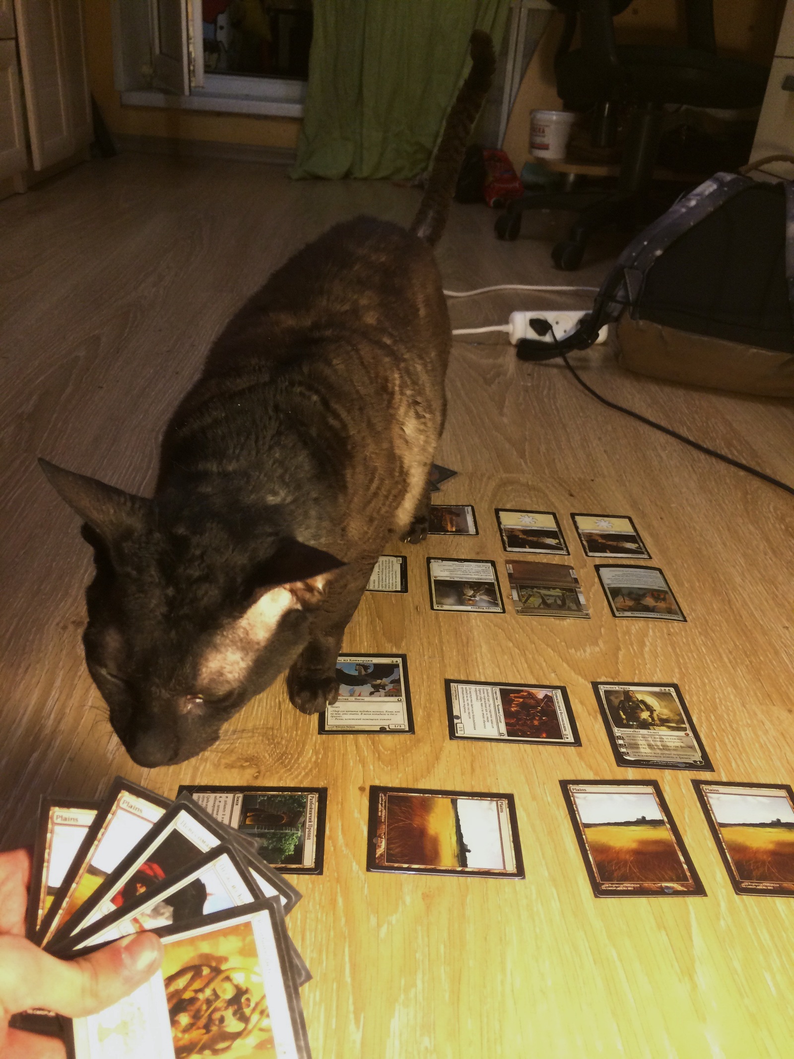 Cat and magic. - My, Magic: The Gathering, cat, Cheater, Longpost