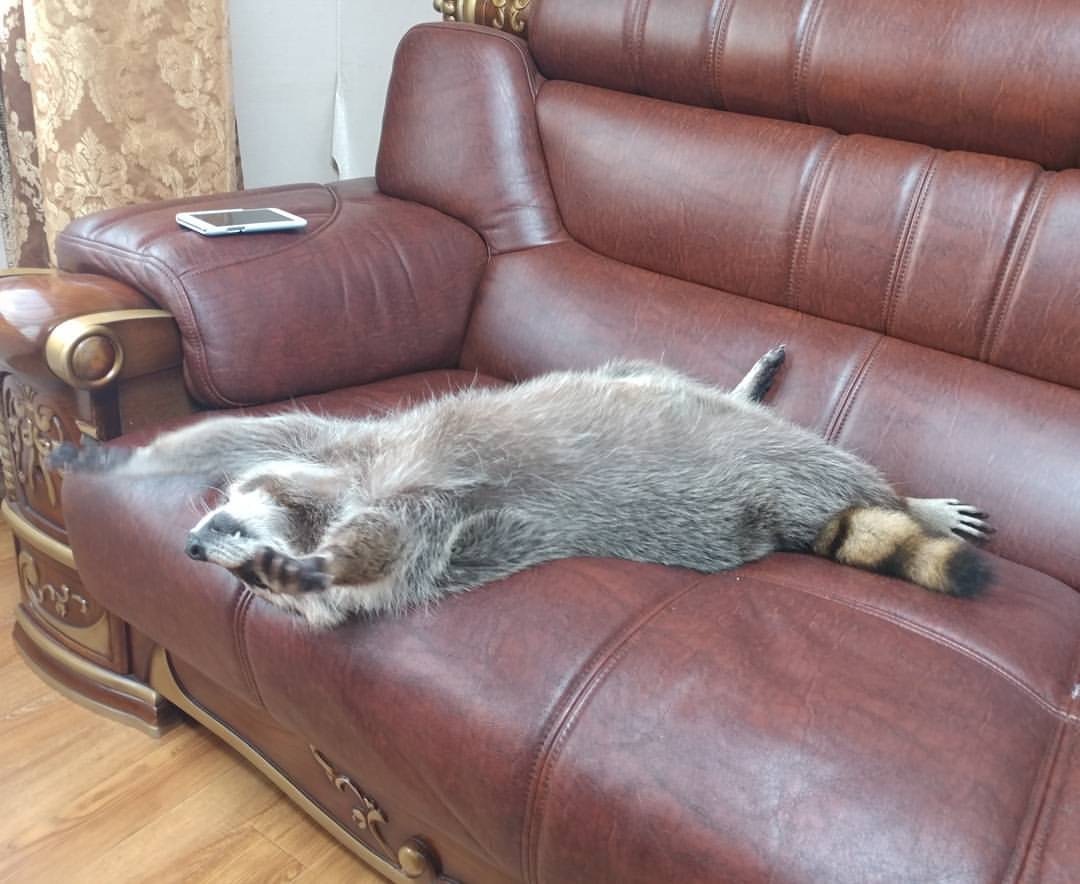 Enot #50 - Raccoon, Relaxation