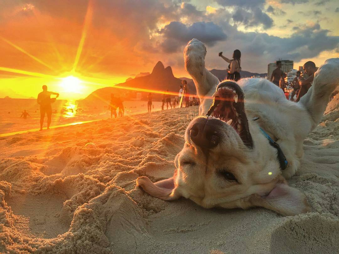 Someday.. I'll be happy like this dog... on vacation - Dog, Beach, Sunset