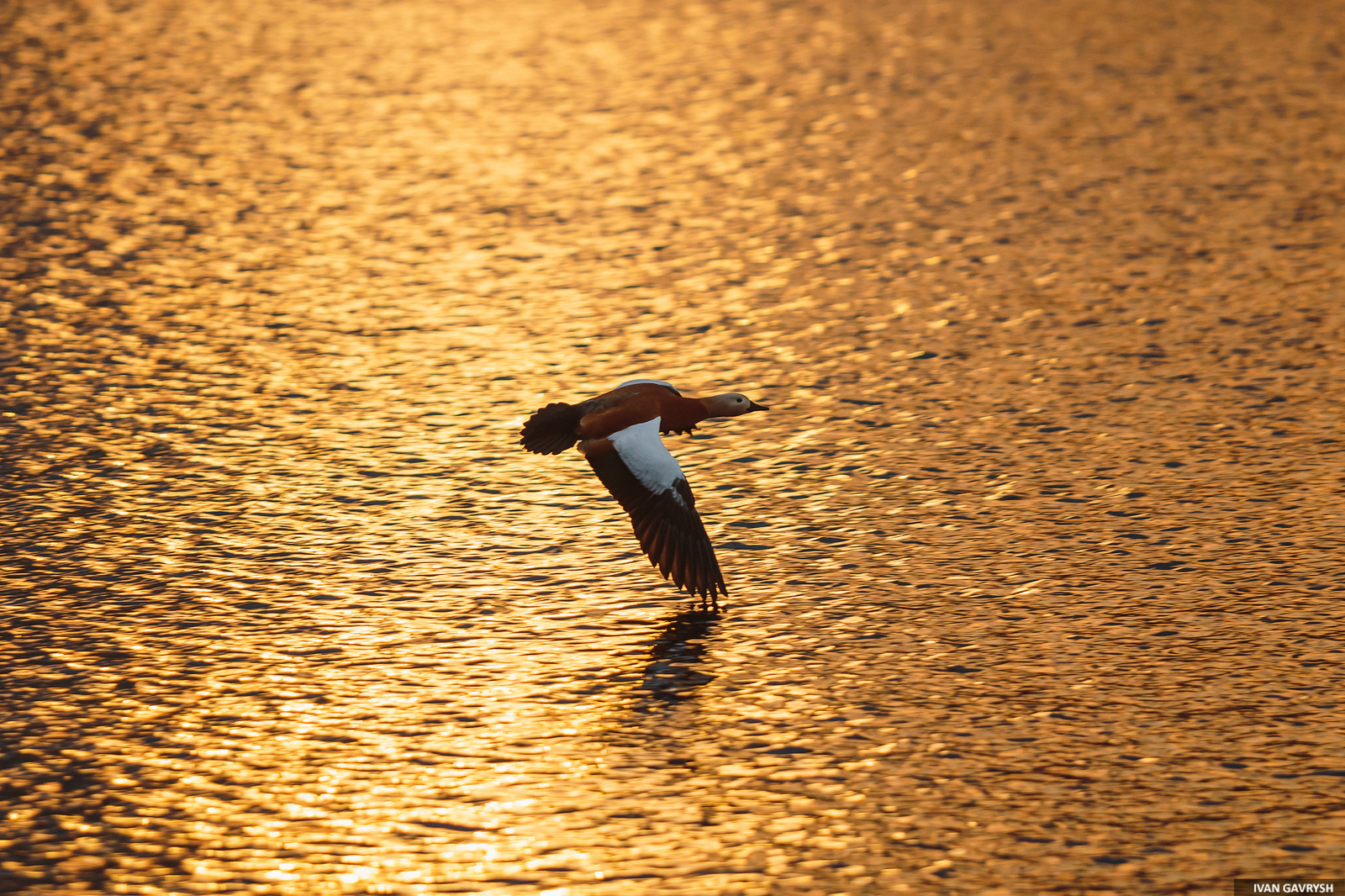 Burn at sunset - My, Ogar, Birds, Sunset