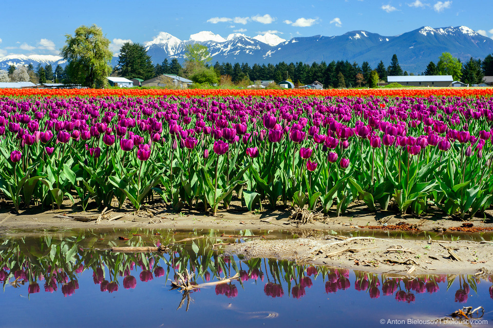 Tulip Festivals (Vancouver) - My, Flowers, Tulips, Tulip Festival, Canada, Longpost