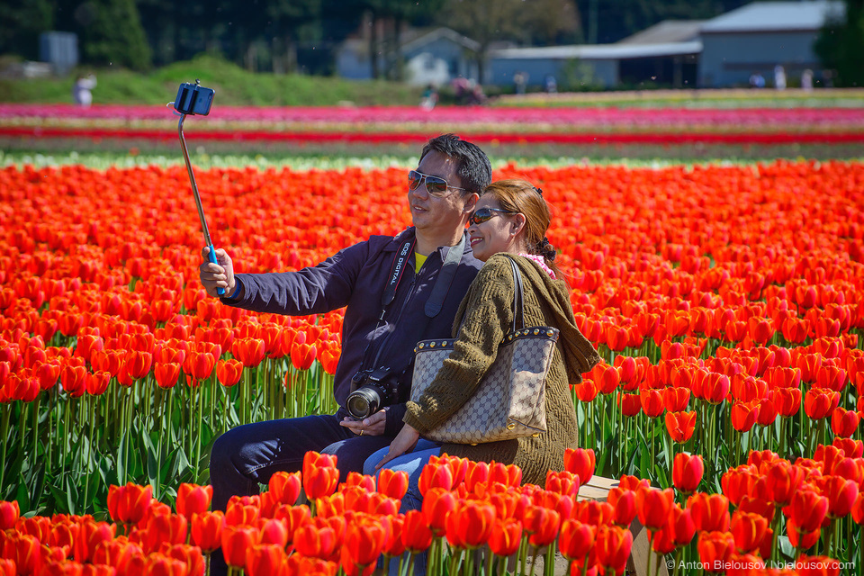 Tulip Festivals (Vancouver) - My, Flowers, Tulips, Tulip Festival, Canada, Longpost