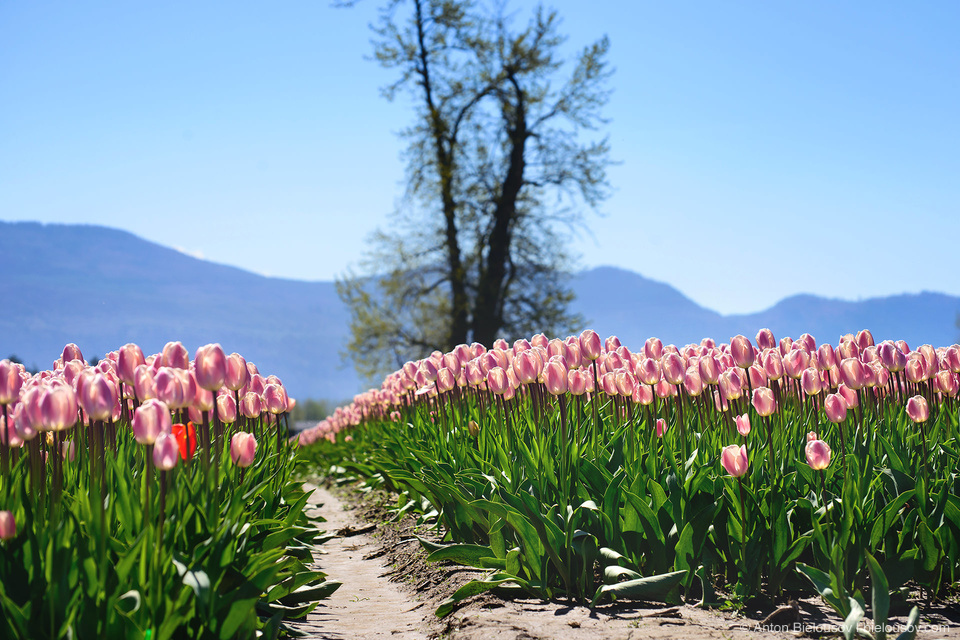 Tulip Festivals (Vancouver) - My, Flowers, Tulips, Tulip Festival, Canada, Longpost