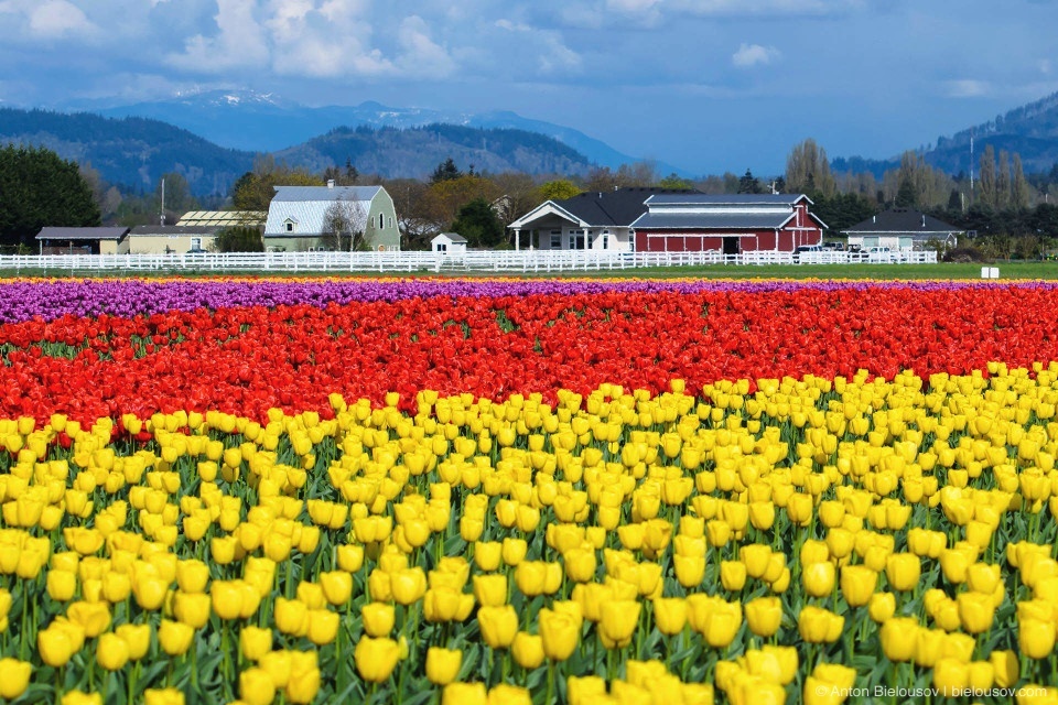 Tulip Festivals (Vancouver) - My, Flowers, Tulips, Tulip Festival, Canada, Longpost