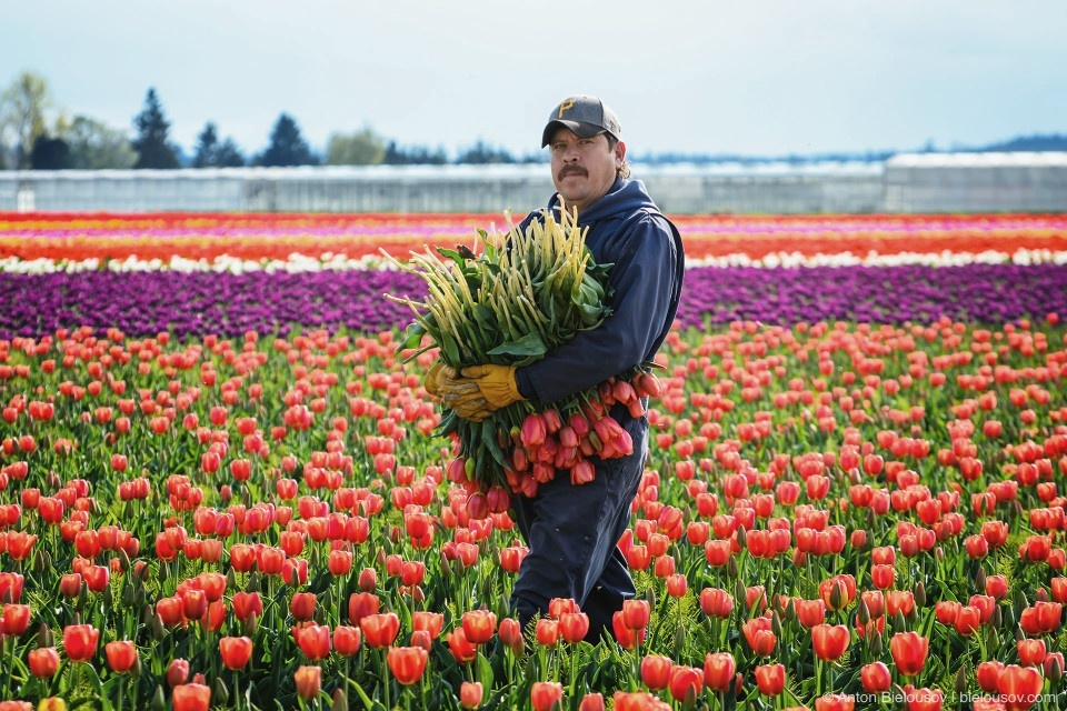 Tulip Festivals (Vancouver) - My, Flowers, Tulips, Tulip Festival, Canada, Longpost