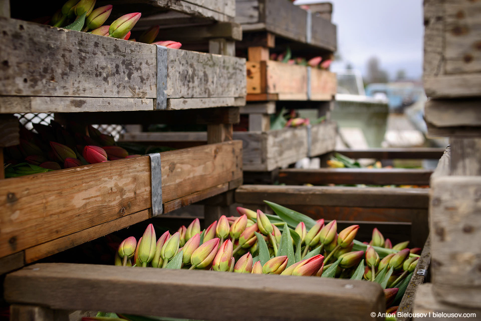 Tulip Festivals (Vancouver) - My, Flowers, Tulips, Tulip Festival, Canada, Longpost