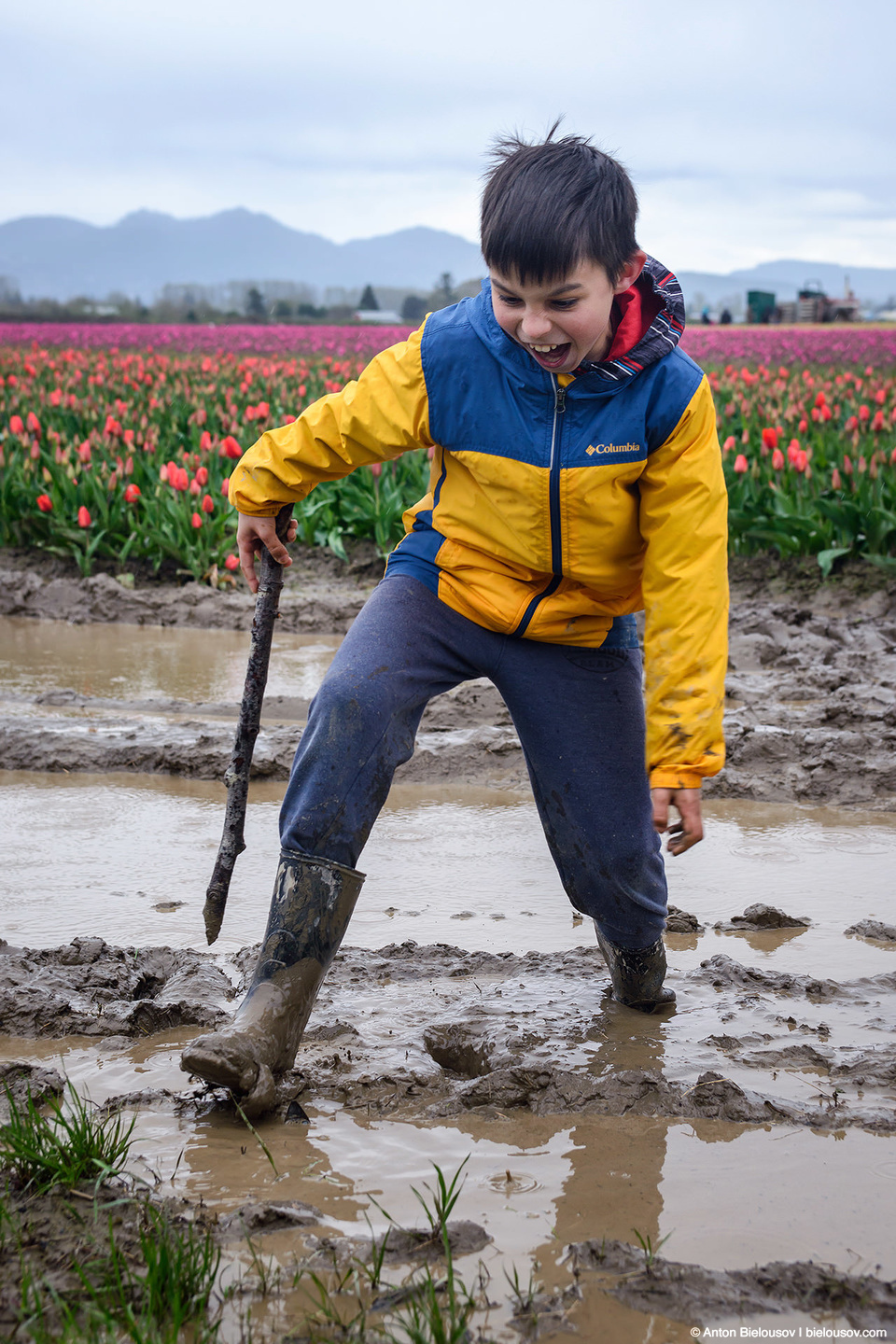 Tulip Festivals (Vancouver) - My, Flowers, Tulips, Tulip Festival, Canada, Longpost