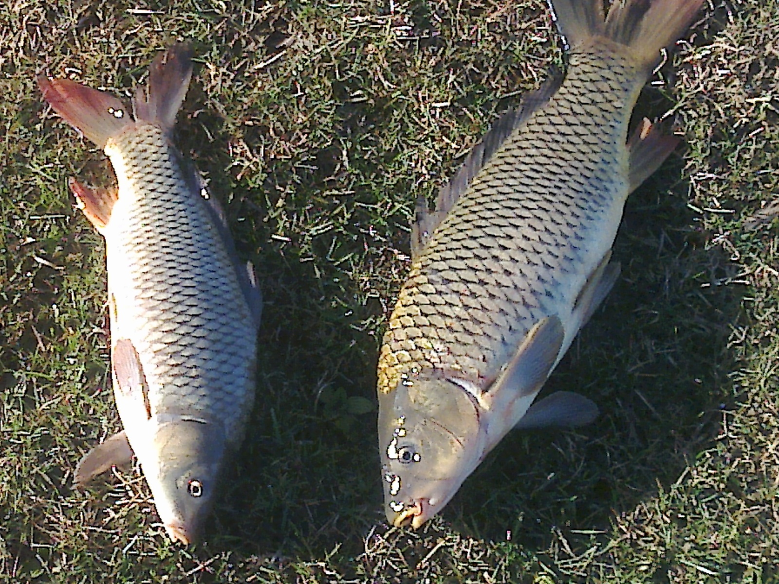 April 28th. to the feeder. - My, Carp, Feeder