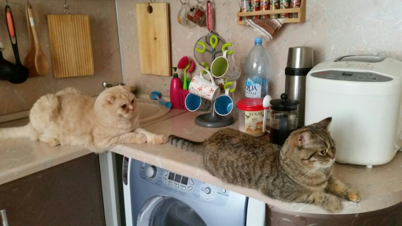 Кот&кошка - Моё, Кот, Котики - наркотики