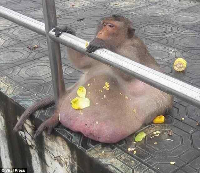 Saving Fat Uncle. - Animals, Monkey, Gluttony, Zhdun, Longpost