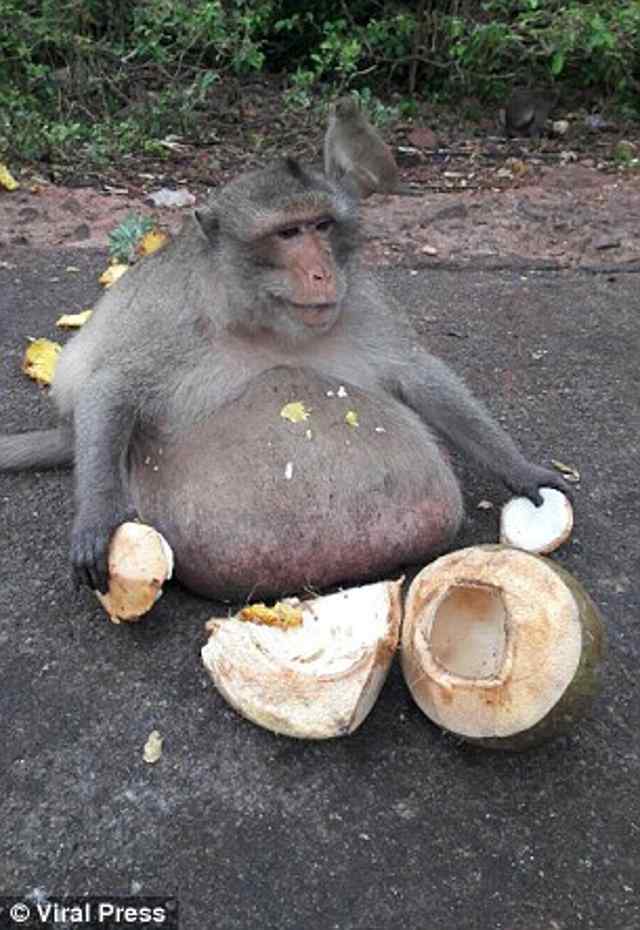 Saving Fat Uncle. - Animals, Monkey, Gluttony, Zhdun, Longpost