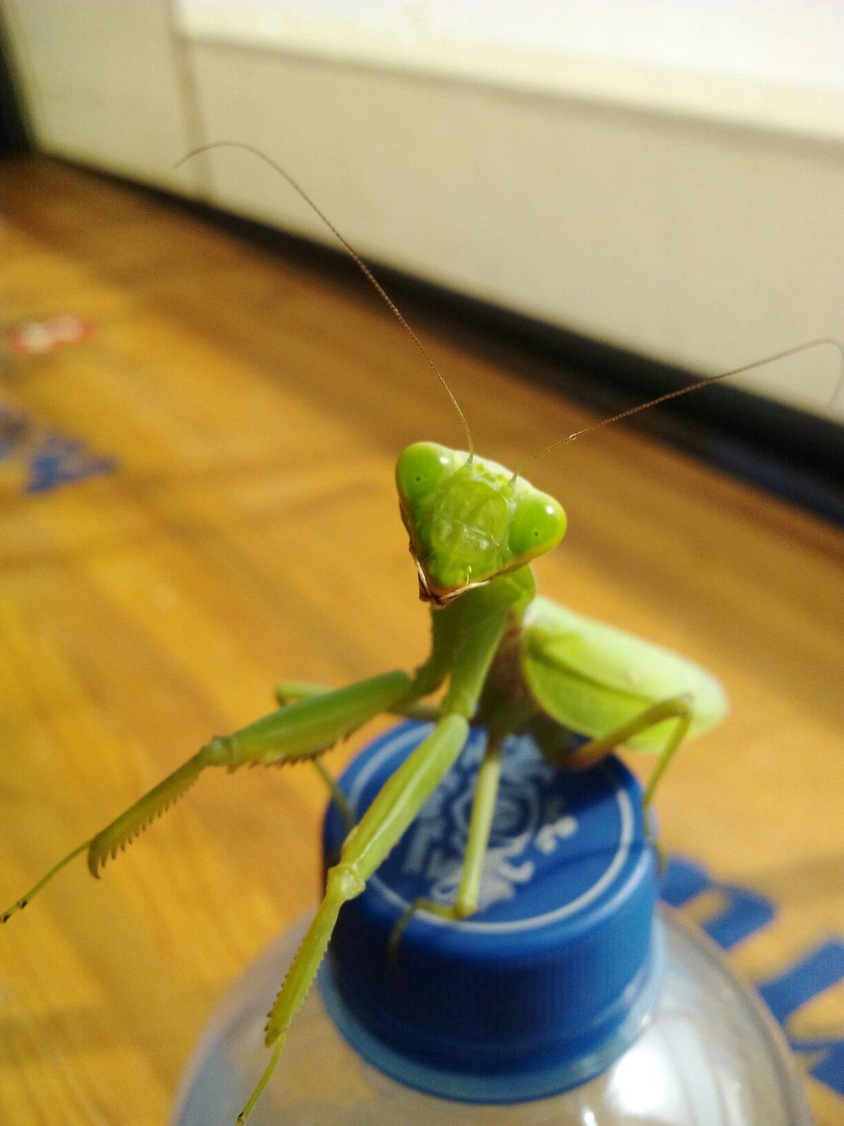 When your praying mantis is more photogenic than you - My, Mantis, The photo, Macro, Longpost, Macro photography