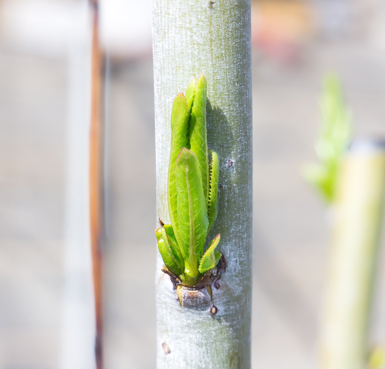 Spring - My, Macro, The photo, Snail, Spring, Longpost, Macro photography