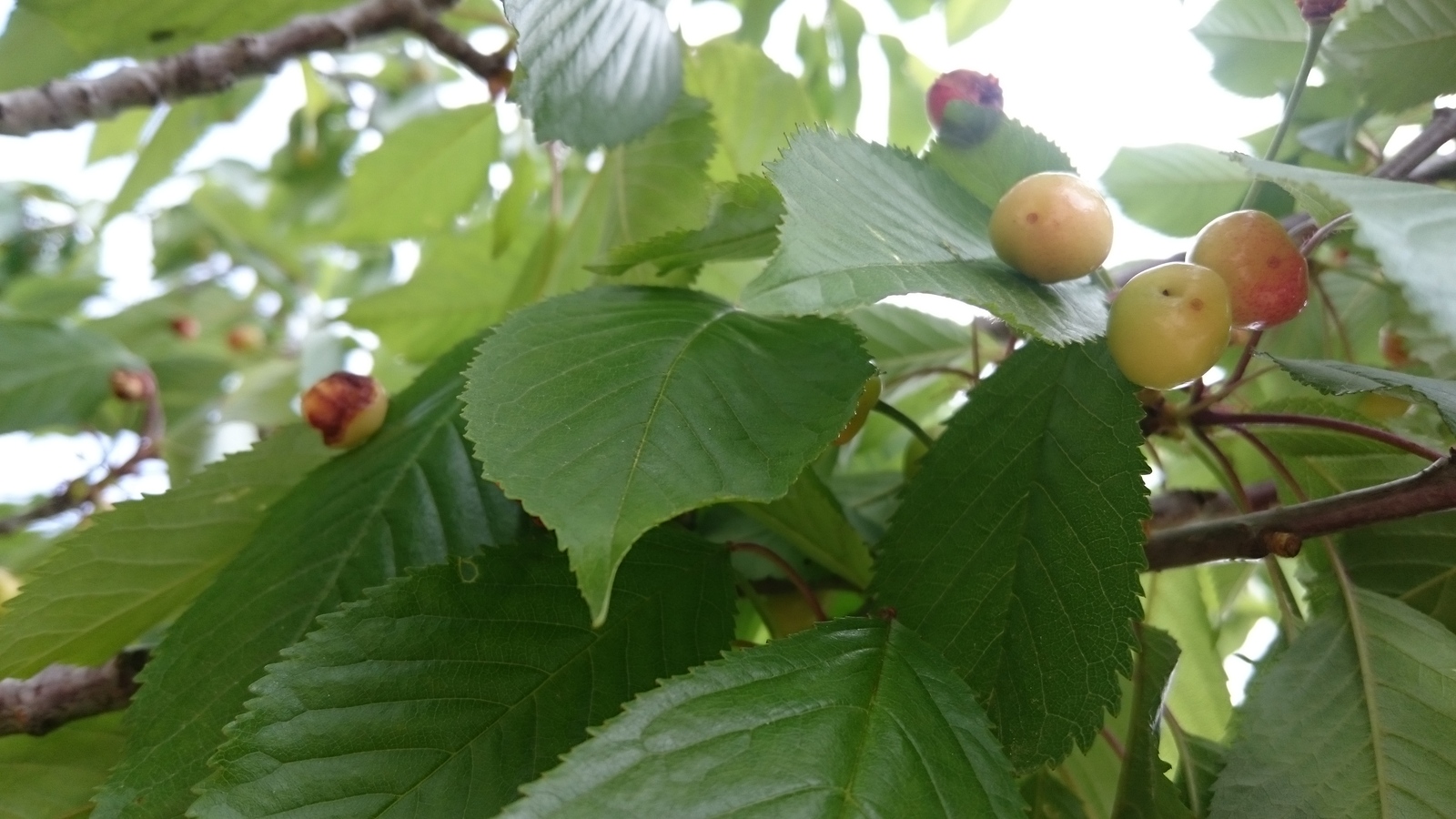 Birds and cherries - My, Birds, Cherries, Longpost