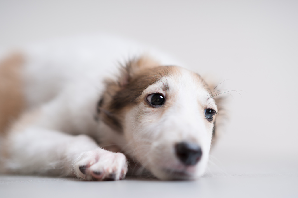 Borzoi puppy - Dog, Longpost, Greyhound