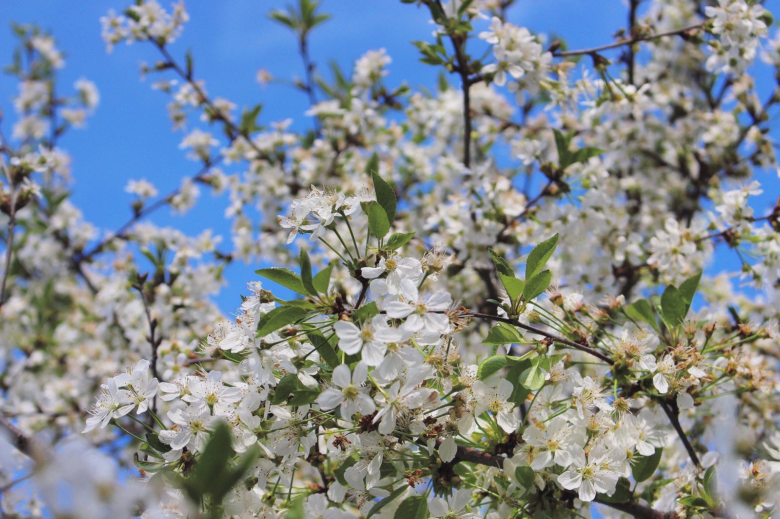 Spring is spring :) - My, Spring, Weather, Town, The photo, Color, My