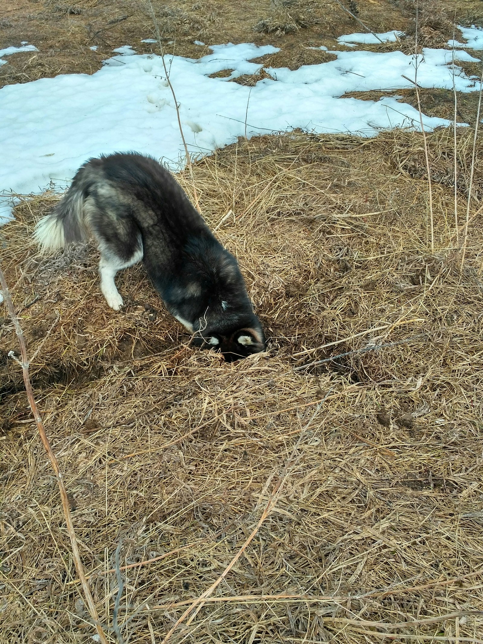 The dog dug up the hedgehog. - My, Dog, Hedgehog, Spring, Longpost