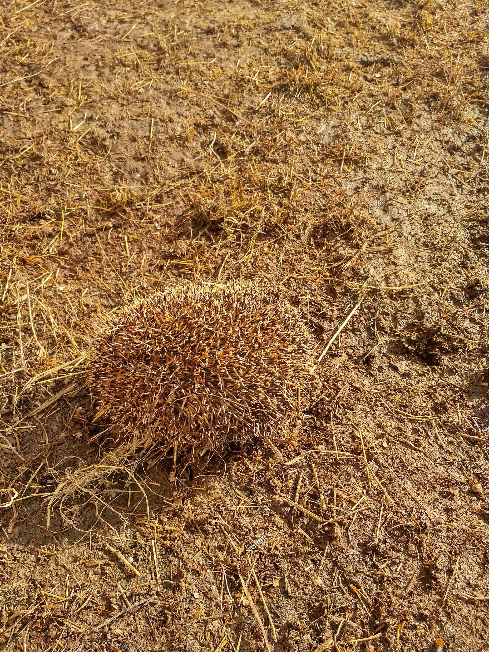 The dog dug up the hedgehog. - My, Dog, Hedgehog, Spring, Longpost